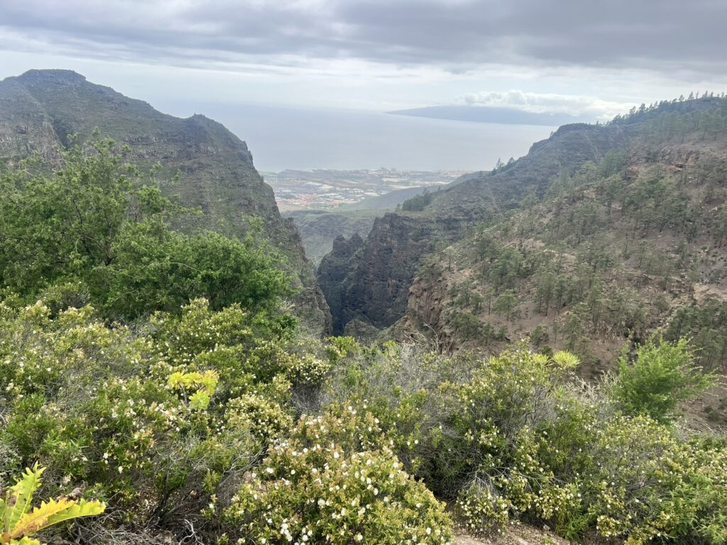 Short circular trek in IFONCHE, Tenerife