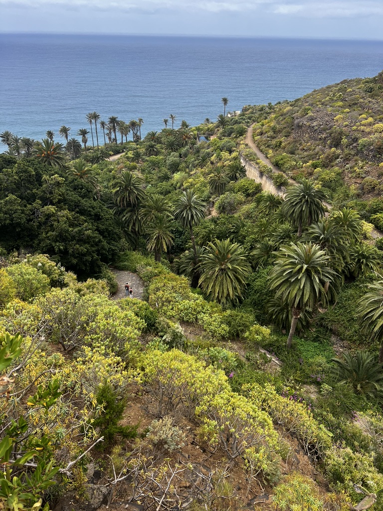 Rambla de Castro Trail, Los Realejos, Tenerife North