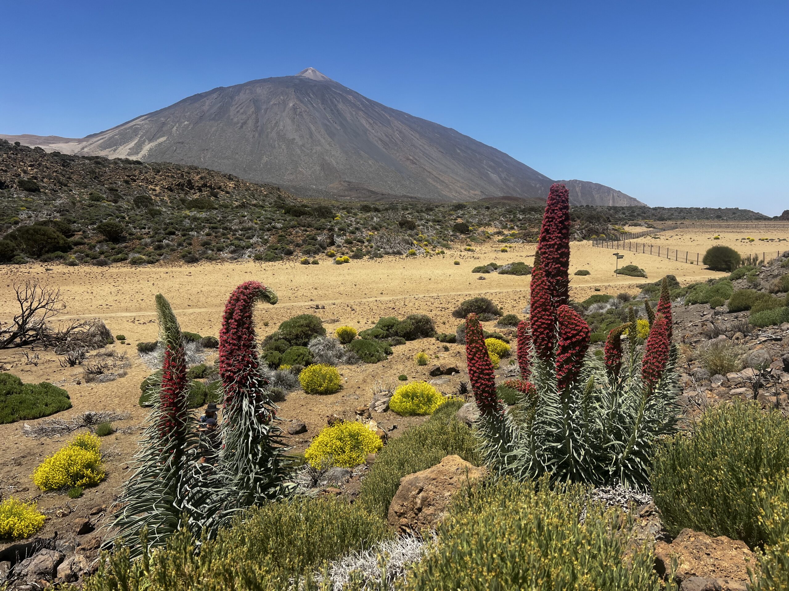Finding Tajinastes at Teide National Park